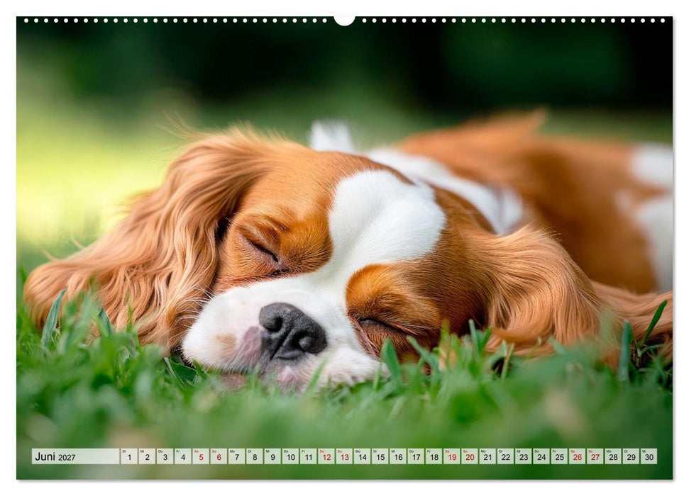 Cavalier King Charles Spaniel - Liebe auf vier Pfoten (CALVENDO Wandkalender 2027)