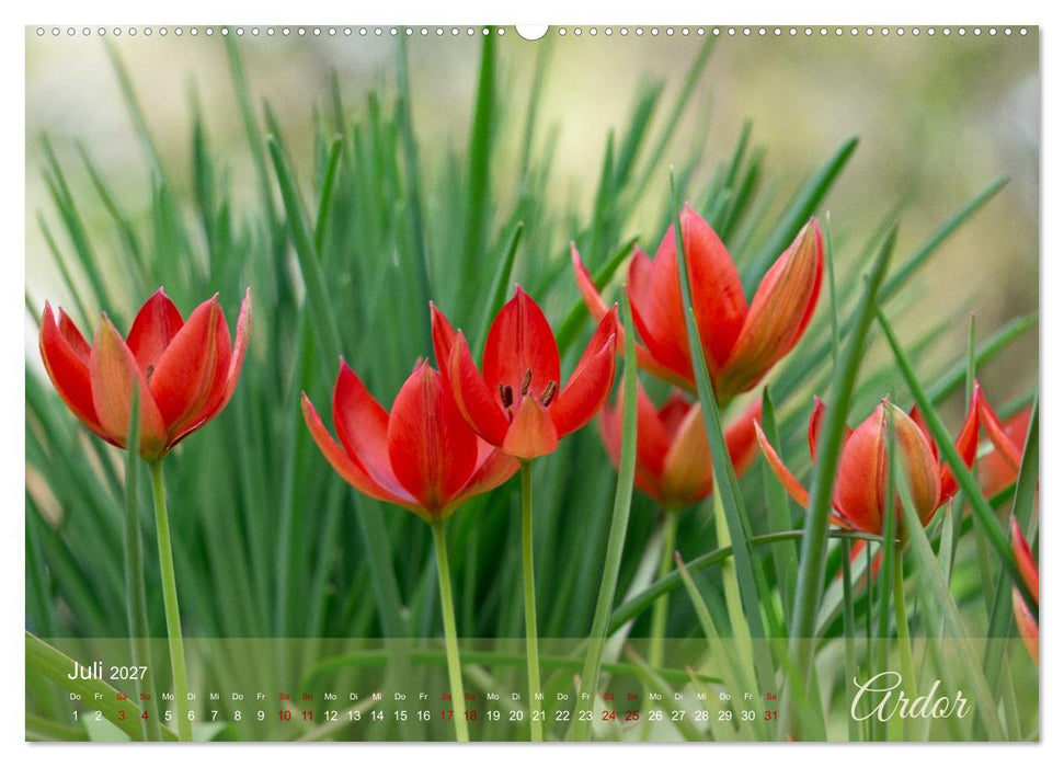 Tulipa et Verba – Tulpenblüten und stille Wörter (CALVENDO Premium Wandkalender 2027)