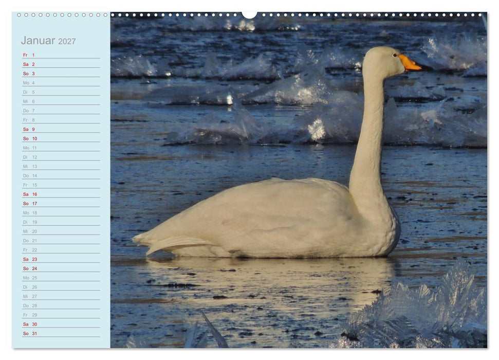 Wiedehopf und Co - von René Schaack (CALVENDO Premium Wandkalender 2027)