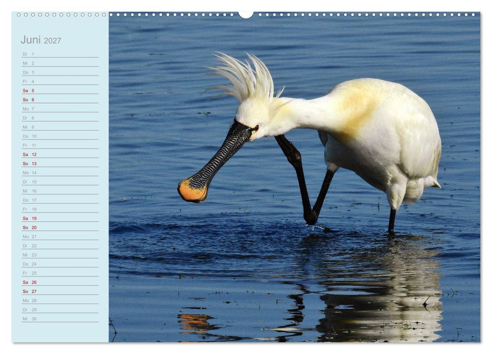Wiedehopf und Co - von René Schaack (CALVENDO Premium Wandkalender 2027)