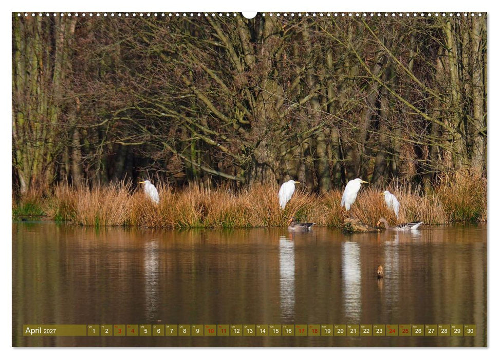 Gefiederte Gesellen im Tal der Zwickauer Mulde (CALVENDO Premium Wandkalender 2027)