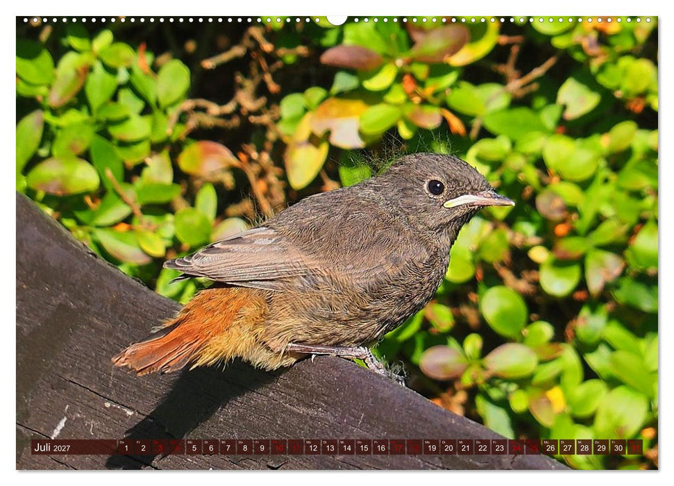 Gefiederte Gesellen im Tal der Zwickauer Mulde (CALVENDO Premium Wandkalender 2027)