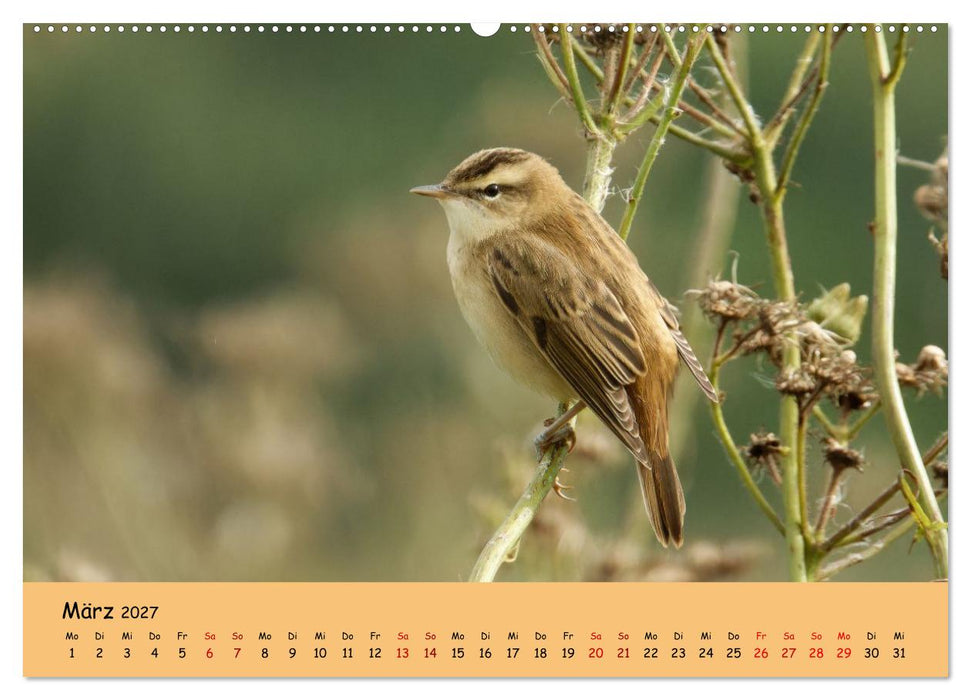 Faszination Zugvögel - Rekorde in der Vogelwelt (CALVENDO Premium Wandkalender 2027)