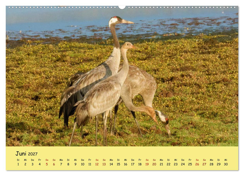 Faszination Zugvögel - Rekorde in der Vogelwelt (CALVENDO Premium Wandkalender 2027)