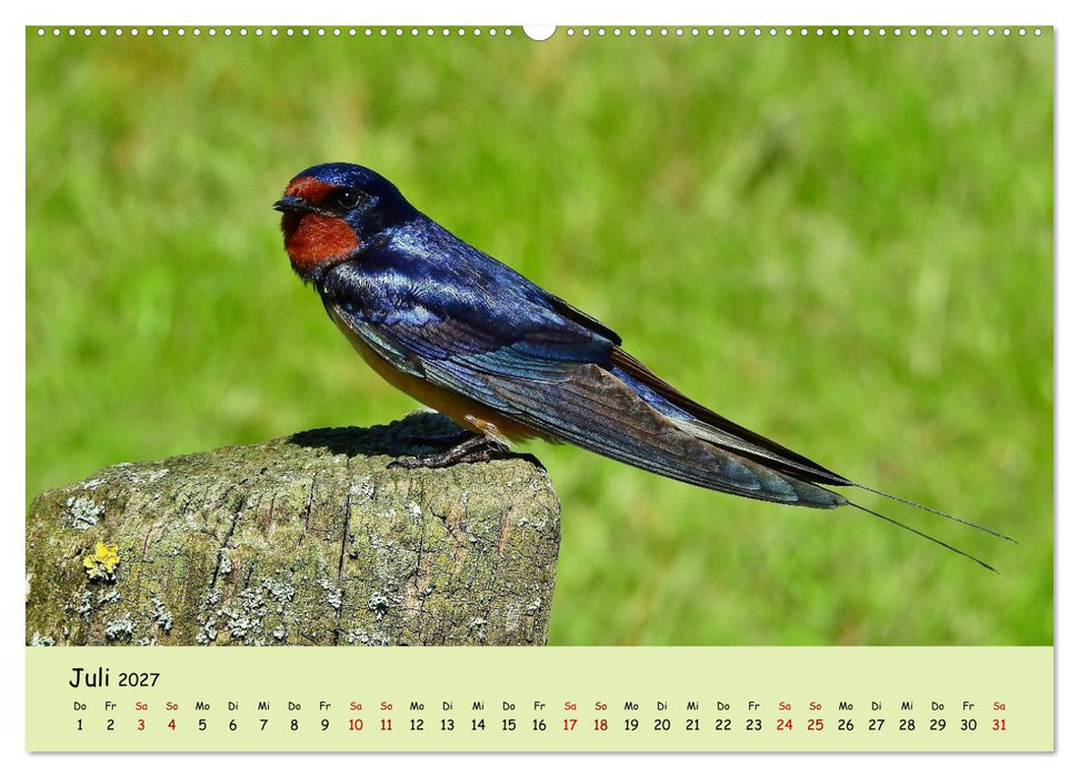 Faszination Zugvögel - Rekorde in der Vogelwelt (CALVENDO Premium Wandkalender 2027)