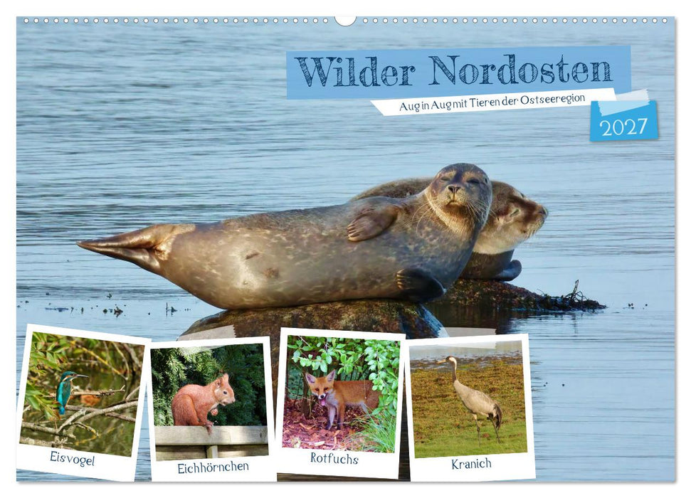 Wilder Nordosten - Aug in Aug mit Tieren der Ostseeregion (CALVENDO Wandkalender 2027)