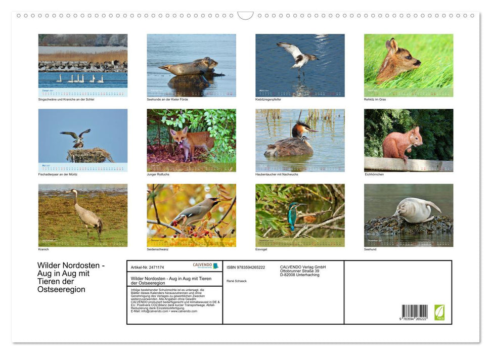 Wilder Nordosten - Aug in Aug mit Tieren der Ostseeregion (CALVENDO Wandkalender 2027)