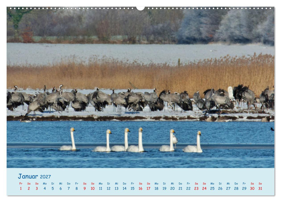 Wilder Nordosten - Aug in Aug mit Tieren der Ostseeregion (CALVENDO Wandkalender 2027)