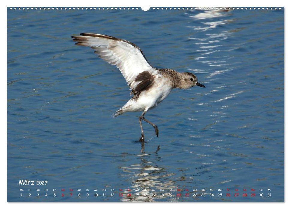 Wilder Nordosten - Aug in Aug mit Tieren der Ostseeregion (CALVENDO Wandkalender 2027)