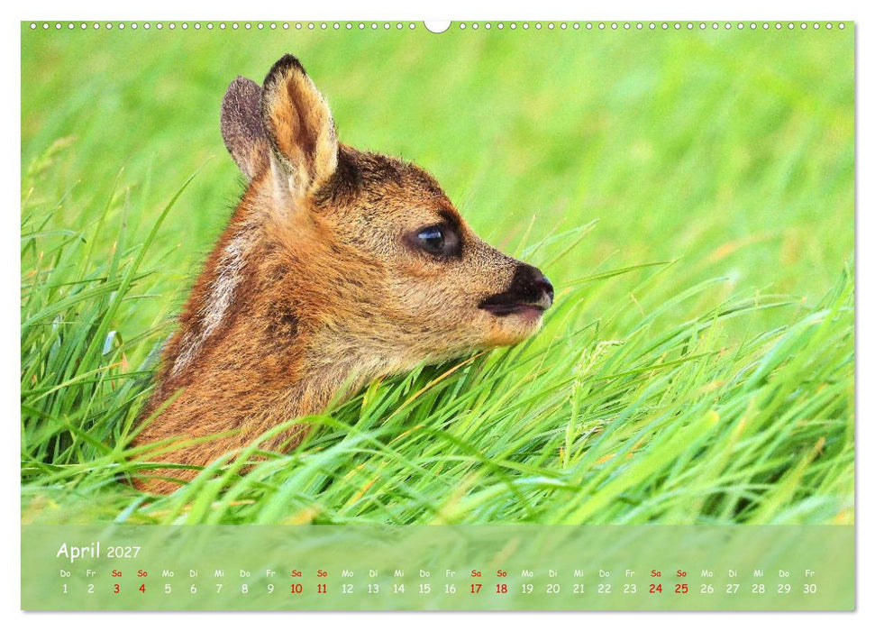 Wilder Nordosten - Aug in Aug mit Tieren der Ostseeregion (CALVENDO Wandkalender 2027)