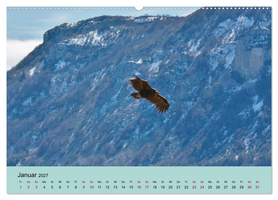 Flamingo und Co - Faszinierende Vogelwelt Südfrankreichs (CALVENDO Wandkalender 2027)