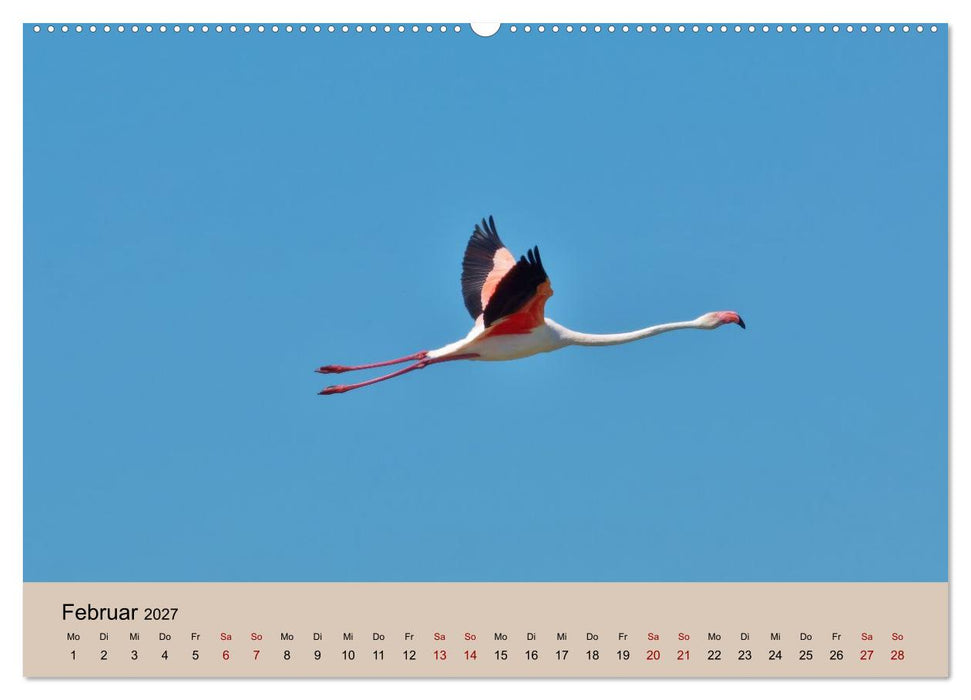 Flamingo und Co - Faszinierende Vogelwelt Südfrankreichs (CALVENDO Wandkalender 2027)