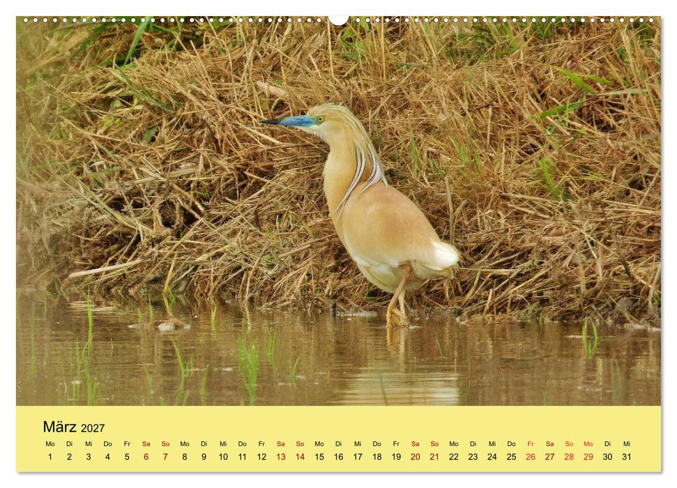 Flamingo und Co - Faszinierende Vogelwelt Südfrankreichs (CALVENDO Wandkalender 2027)