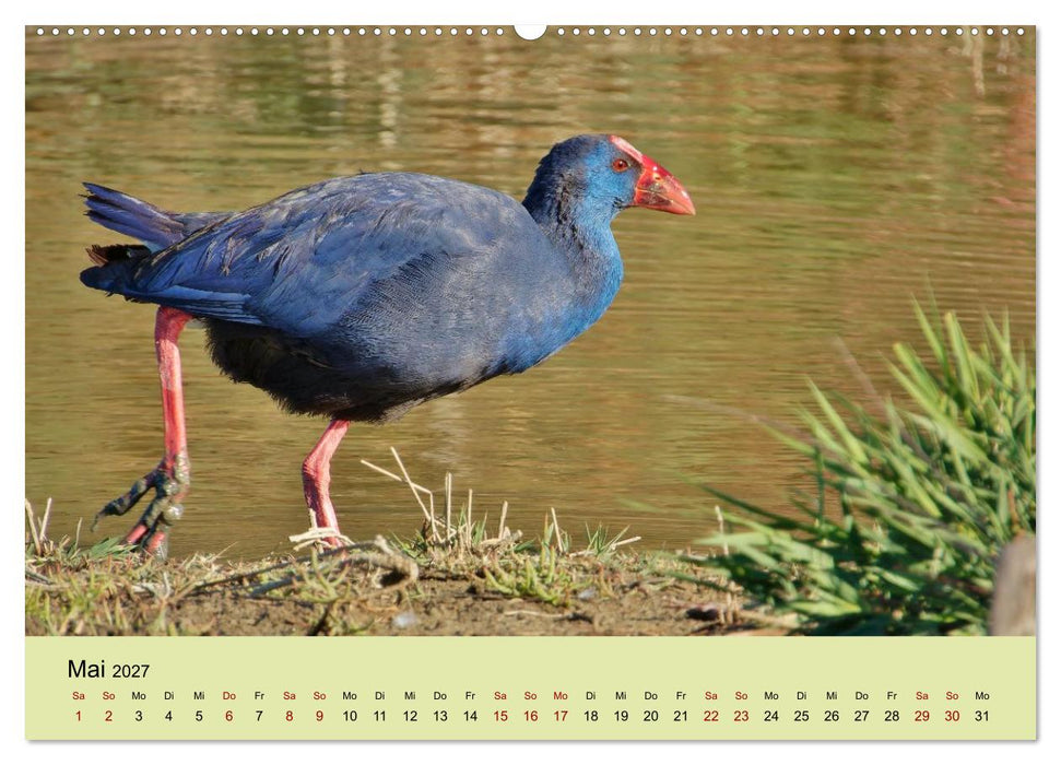Flamingo und Co - Faszinierende Vogelwelt Südfrankreichs (CALVENDO Wandkalender 2027)