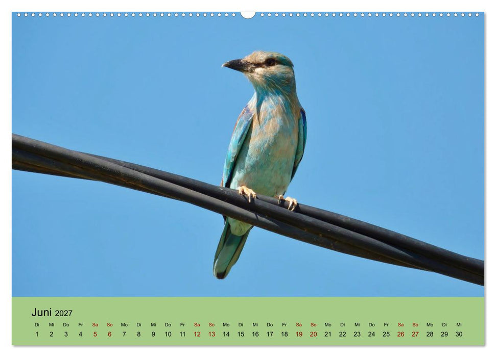 Flamingo und Co - Faszinierende Vogelwelt Südfrankreichs (CALVENDO Wandkalender 2027)