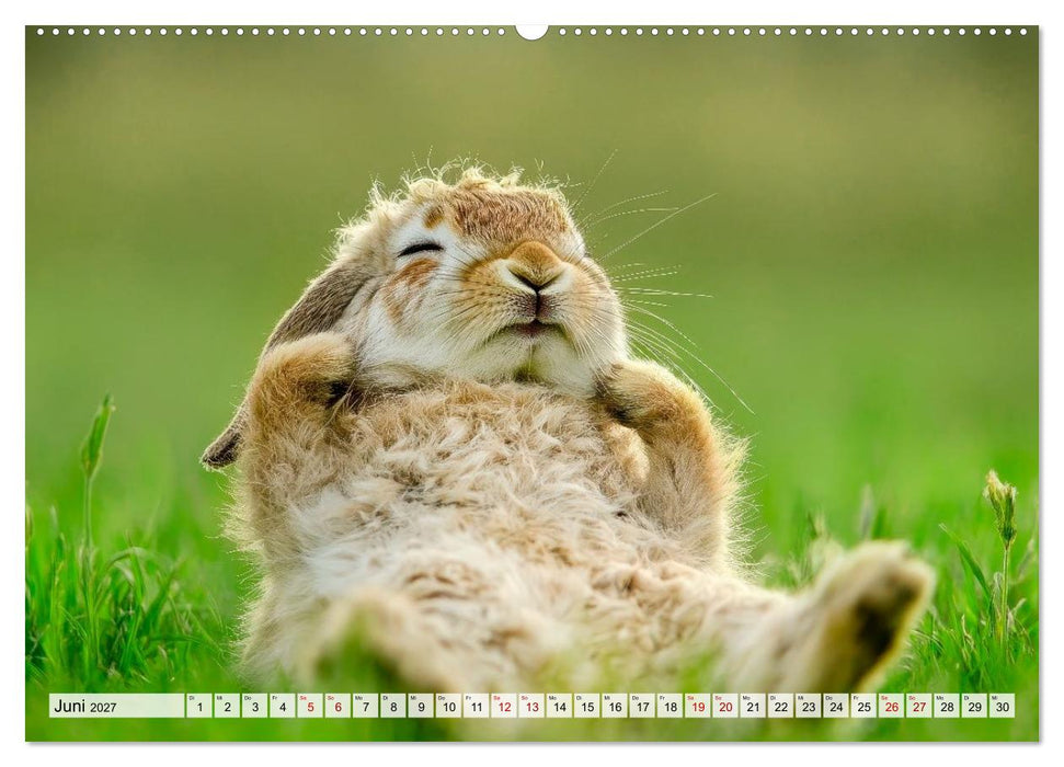 Süße Kaninchen - Flauschige Augenblicke (CALVENDO Wandkalender 2027)