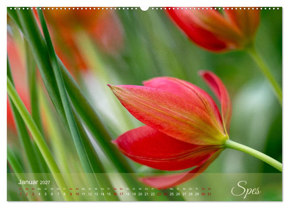 Tulipa et Verba – Tulpenblüten und stille Wörter (CALVENDO Wandkalender 2027)