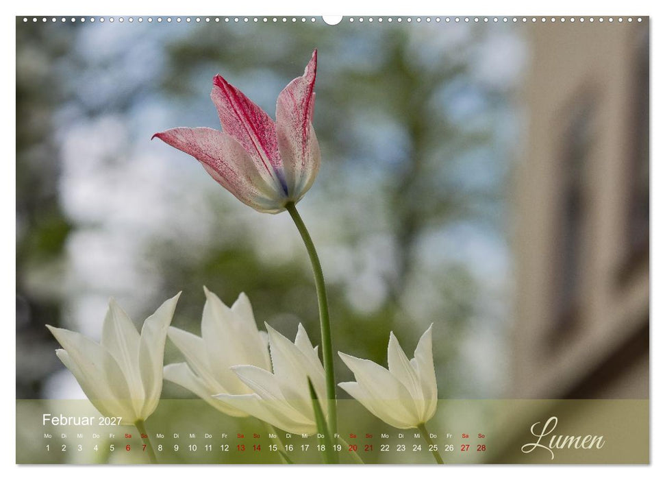 Tulipa et Verba – Tulpenblüten und stille Wörter (CALVENDO Wandkalender 2027)