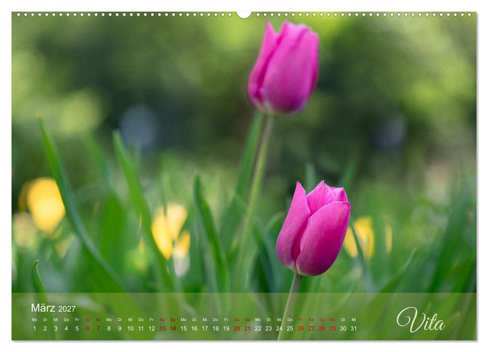 Tulipa et Verba – Tulpenblüten und stille Wörter (CALVENDO Wandkalender 2027)