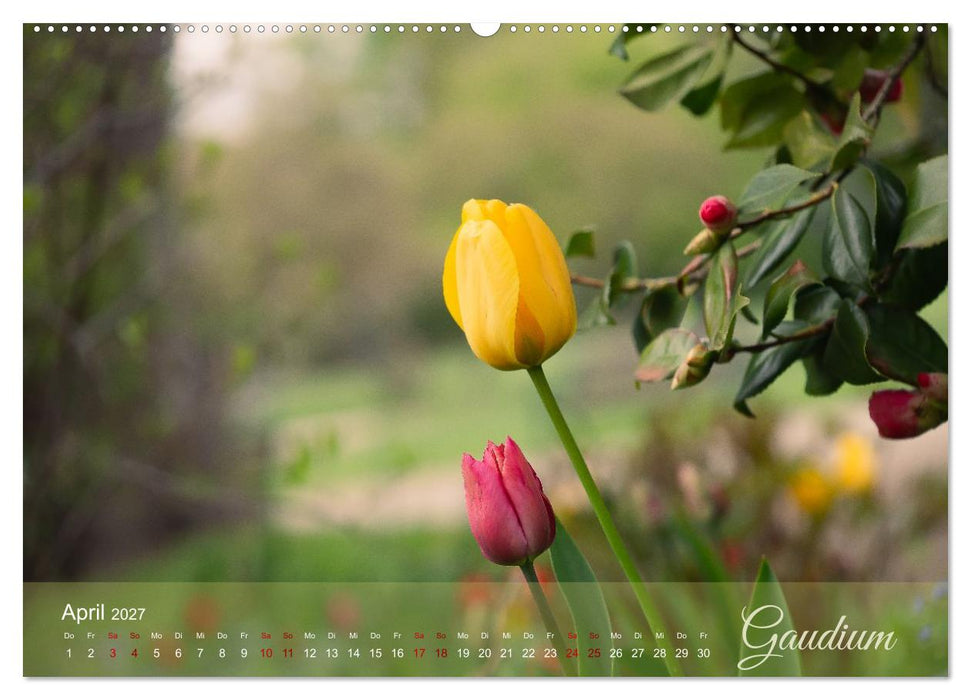 Tulipa et Verba – Tulpenblüten und stille Wörter (CALVENDO Wandkalender 2027)