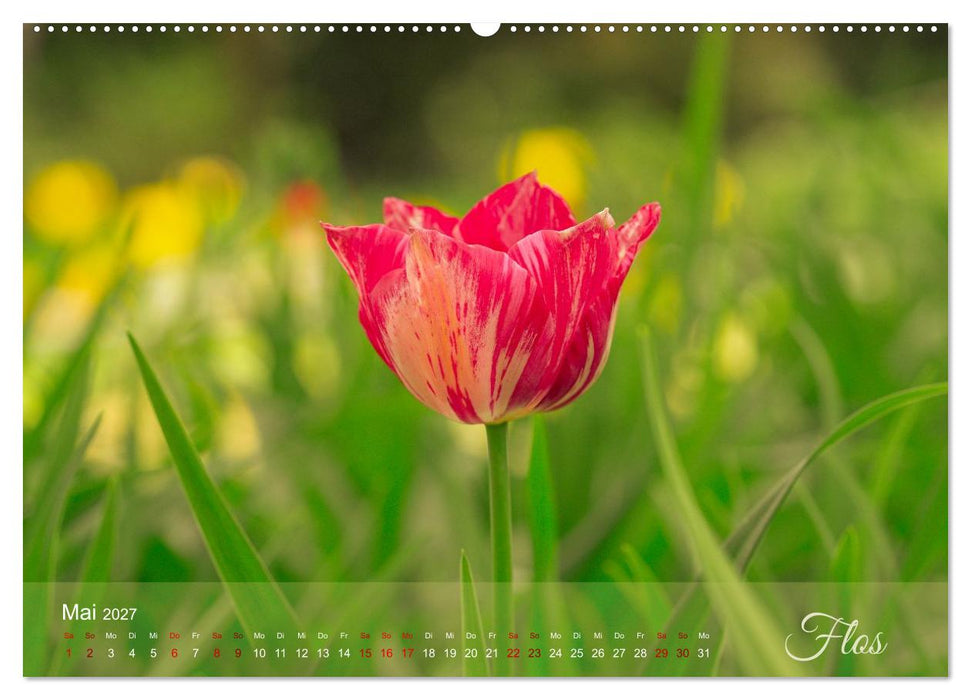 Tulipa et Verba – Tulpenblüten und stille Wörter (CALVENDO Wandkalender 2027)