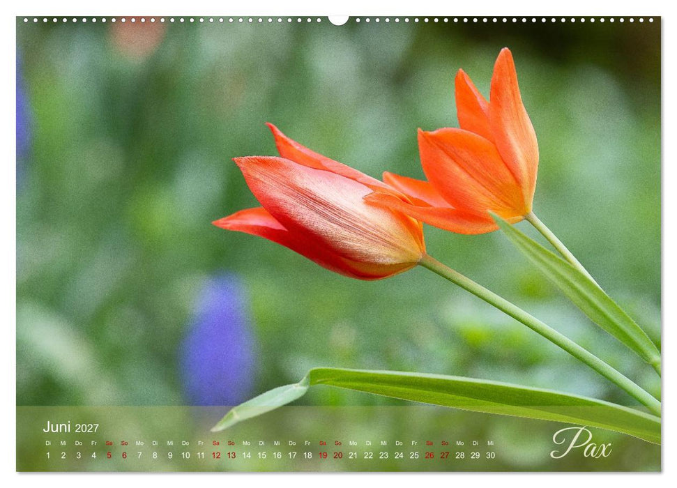 Tulipa et Verba – Tulpenblüten und stille Wörter (CALVENDO Wandkalender 2027)