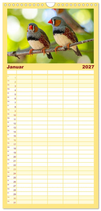Zebrafinken Abenteuer (CALVENDO Familienplaner 2027)