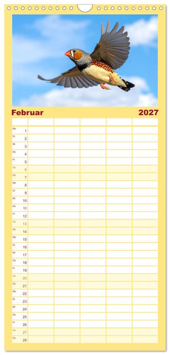 Zebrafinken Abenteuer (CALVENDO Familienplaner 2027)