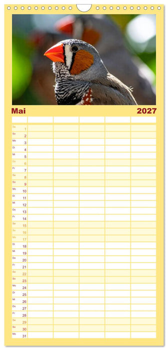 Zebrafinken Abenteuer (CALVENDO Familienplaner 2027)