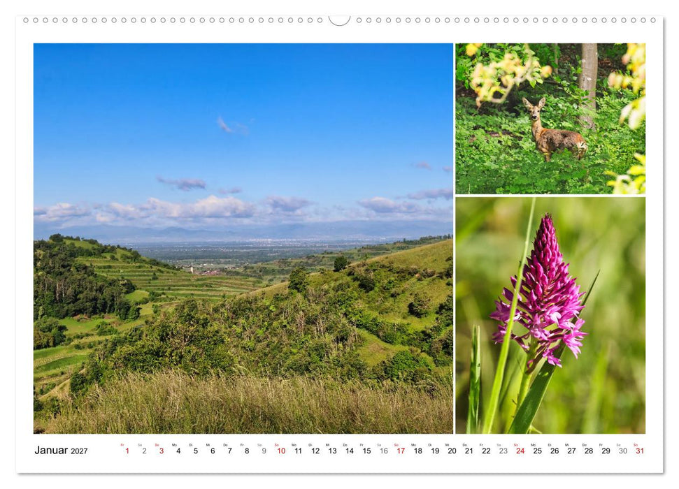 Kaiserstuhl, Schatzkammer der Natur (CALVENDO Wandkalender 2027)