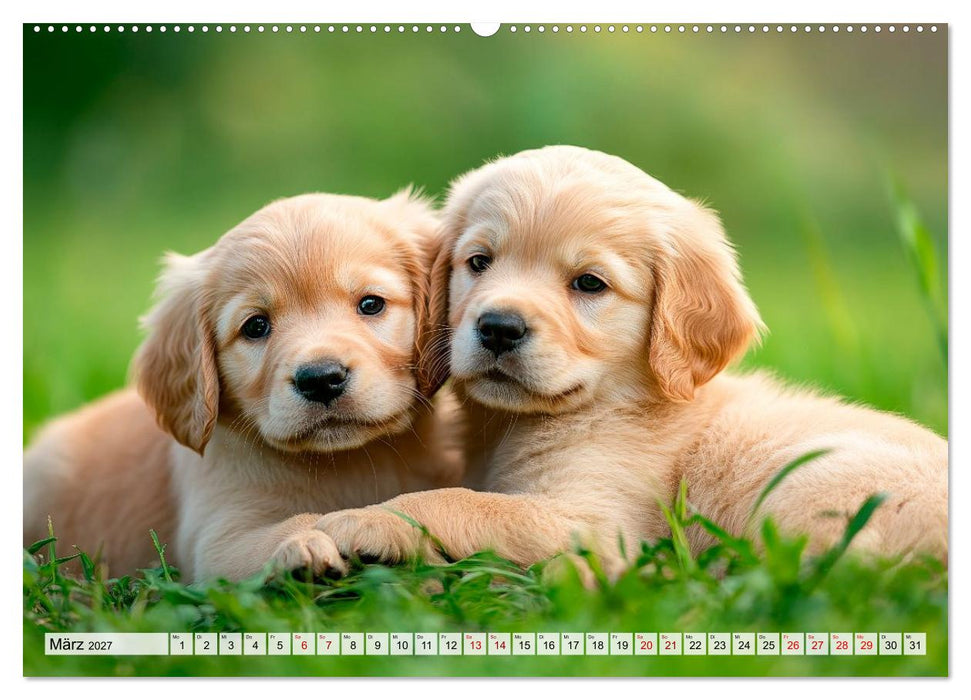 Süße Golden Retriever - Freunde fürs Leben (CALVENDO Wandkalender 2027)