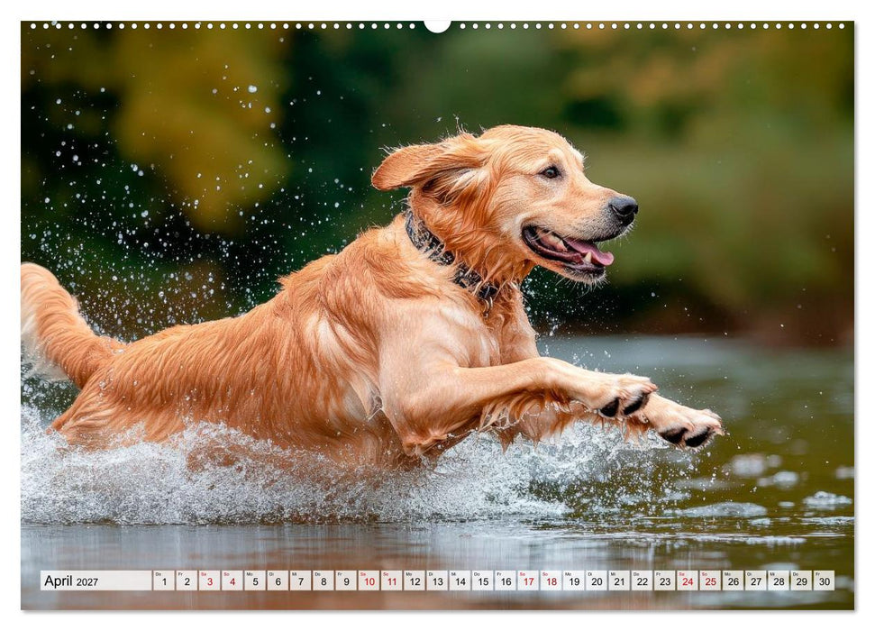 Süße Golden Retriever - Freunde fürs Leben (CALVENDO Wandkalender 2027)