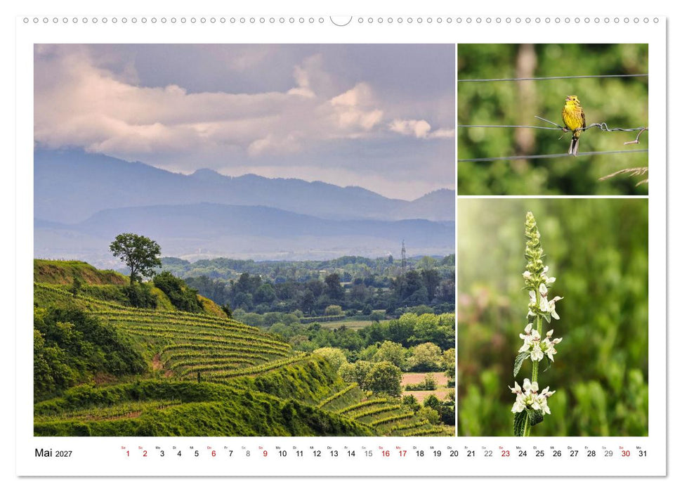 Kaiserstuhl, Schatzkammer der Natur (CALVENDO Premium Wandkalender 2027)