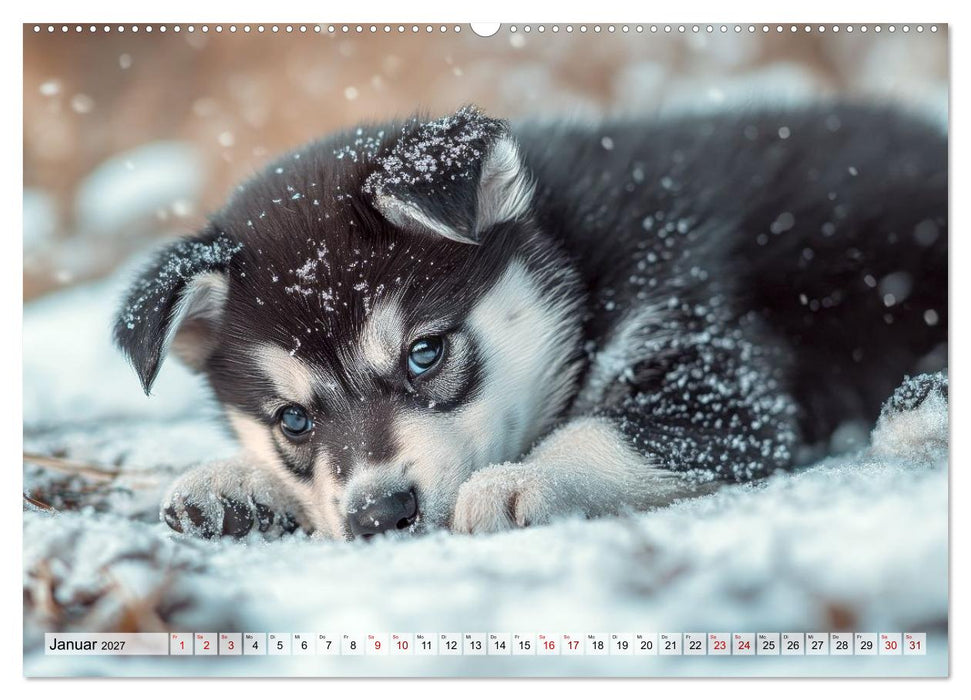 Knuffige Hundewelpen - Freude auf vier Pfoten (CALVENDO Wandkalender 2027)