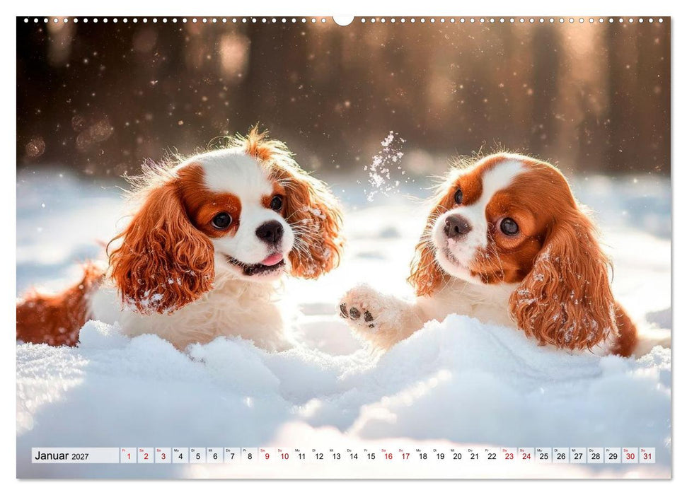 Cavalier King Charles Spaniel - Liebe auf vier Pfoten (CALVENDO Premium Wandkalender 2027)
