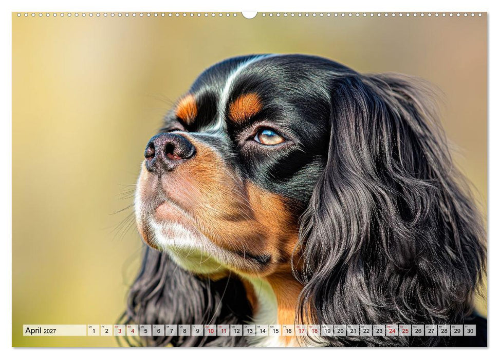 Cavalier King Charles Spaniel - Liebe auf vier Pfoten (CALVENDO Premium Wandkalender 2027)