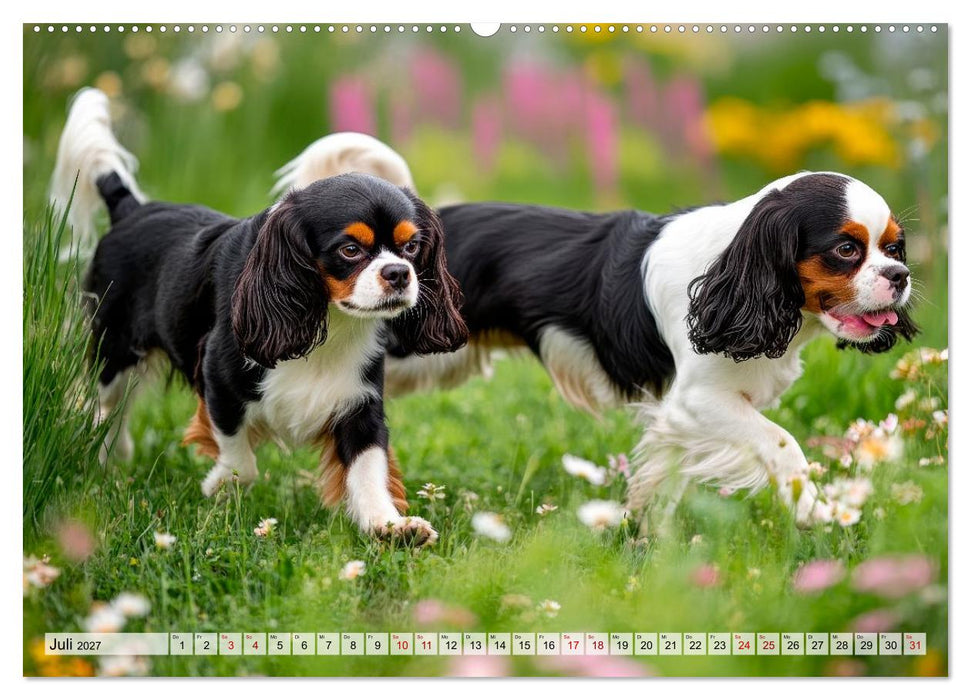 Cavalier King Charles Spaniel - Liebe auf vier Pfoten (CALVENDO Premium Wandkalender 2027)