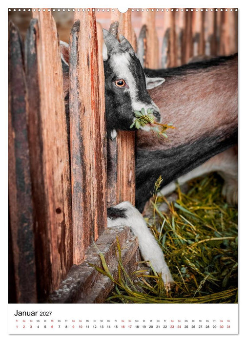 Bauernhof-Charaktere - Tierische Persönlichkeiten vom Land (CALVENDO Wandkalender 2027)