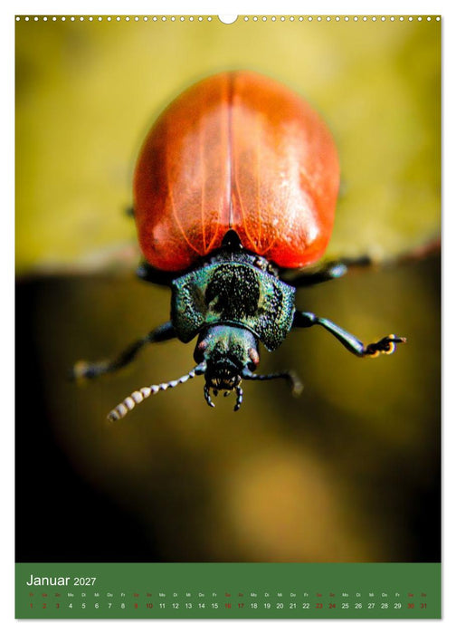 Tiny Monsters - Die faszinierende Welt der Makrofotografie (CALVENDO Wandkalender 2027)
