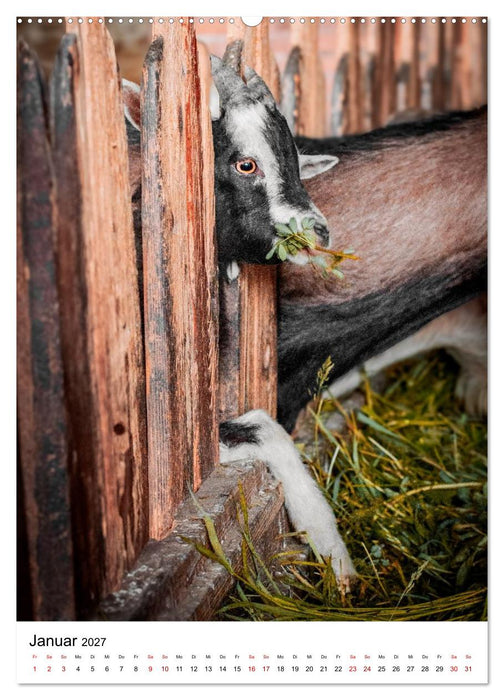 Bauernhof-Charaktere - Tierische Persönlichkeiten vom Land (CALVENDO Premium Wandkalender 2027)
