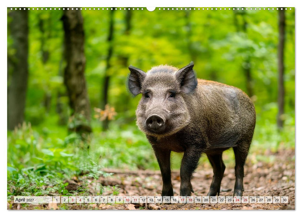 Heimische Wildtiere - Das Vermächtnis der Natur (CALVENDO Wandkalender 2027)