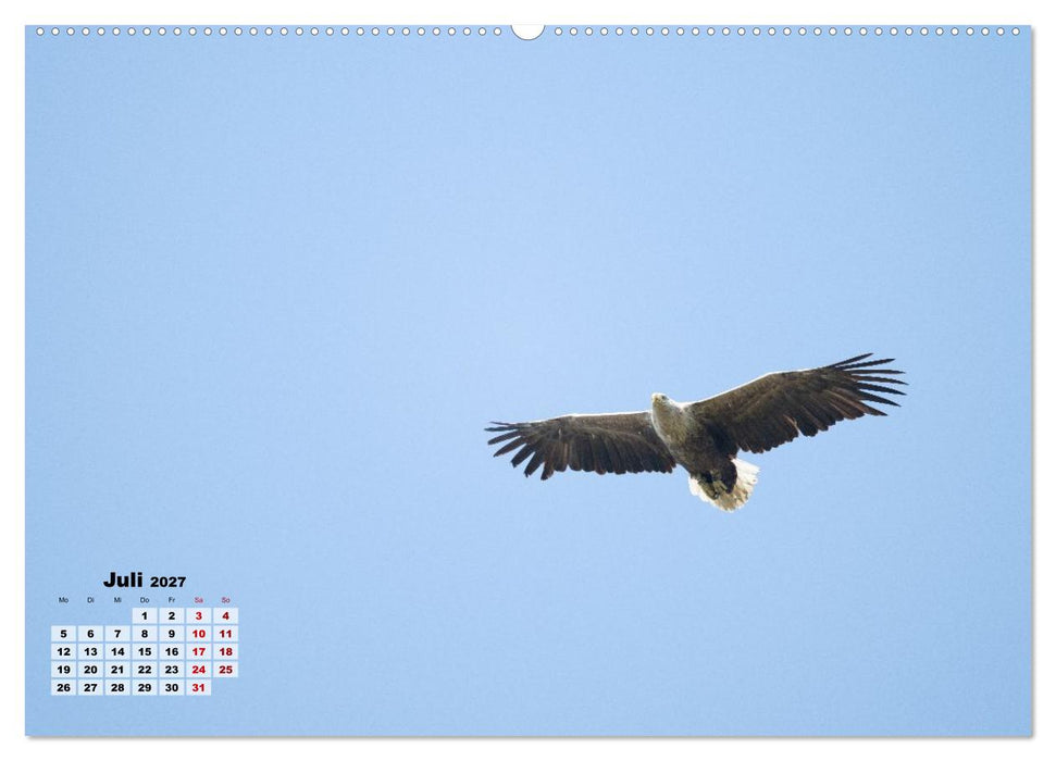 Fliegende Vögel an Nordfrieslands Küste (CALVENDO Premium Wandkalender 2027)