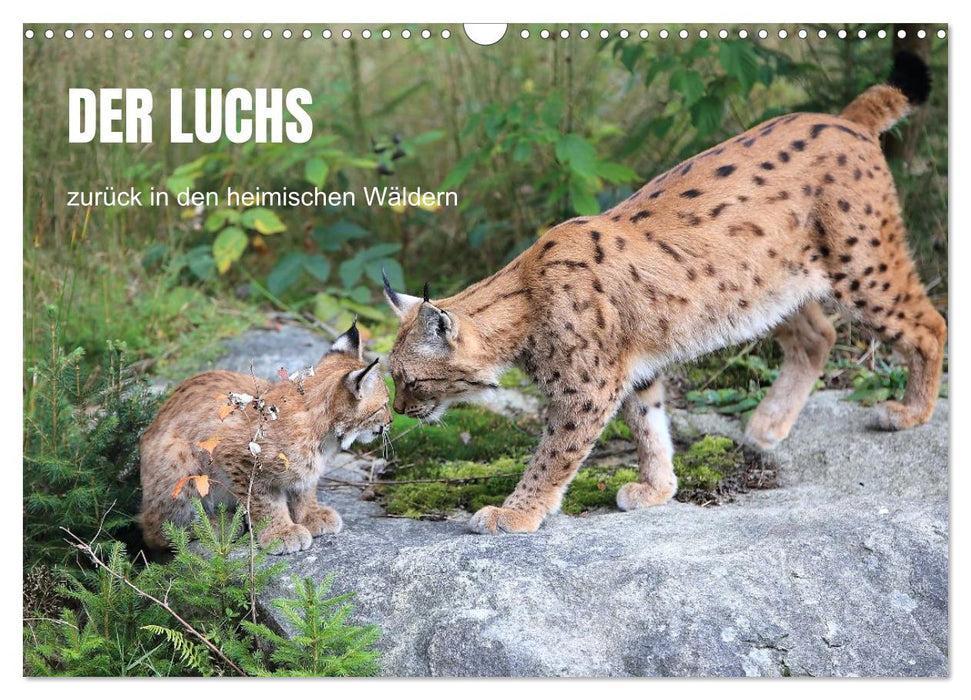 Der Luchs, zurück in den heimischen Wäldern (CALVENDO Wandkalender 2027)