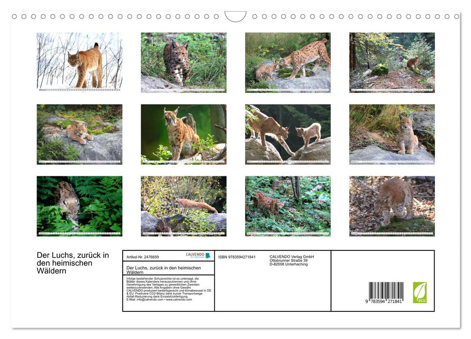 Der Luchs, zurück in den heimischen Wäldern (CALVENDO Wandkalender 2027)