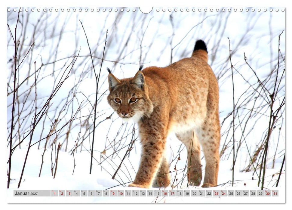 Der Luchs, zurück in den heimischen Wäldern (CALVENDO Wandkalender 2027)