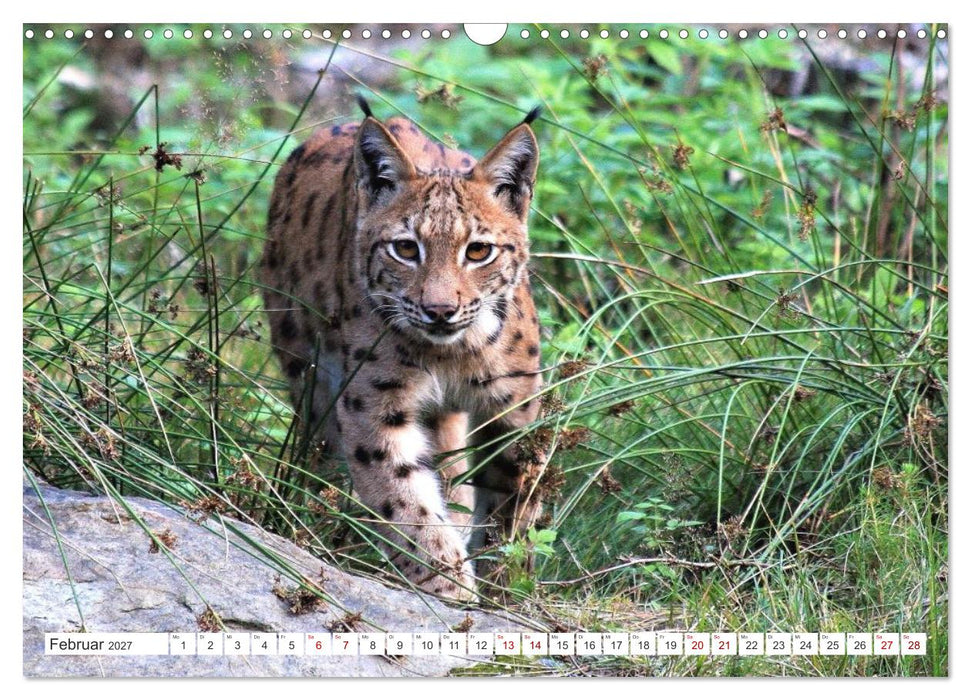 Der Luchs, zurück in den heimischen Wäldern (CALVENDO Wandkalender 2027)