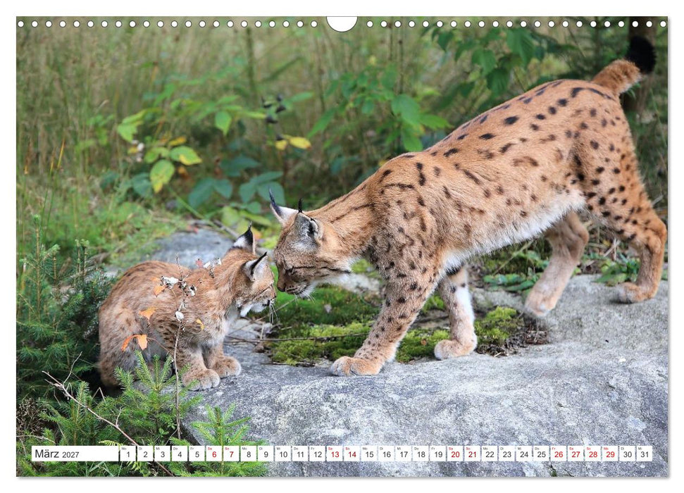 Der Luchs, zurück in den heimischen Wäldern (CALVENDO Wandkalender 2027)