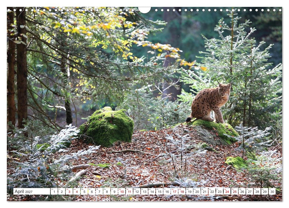 Der Luchs, zurück in den heimischen Wäldern (CALVENDO Wandkalender 2027)