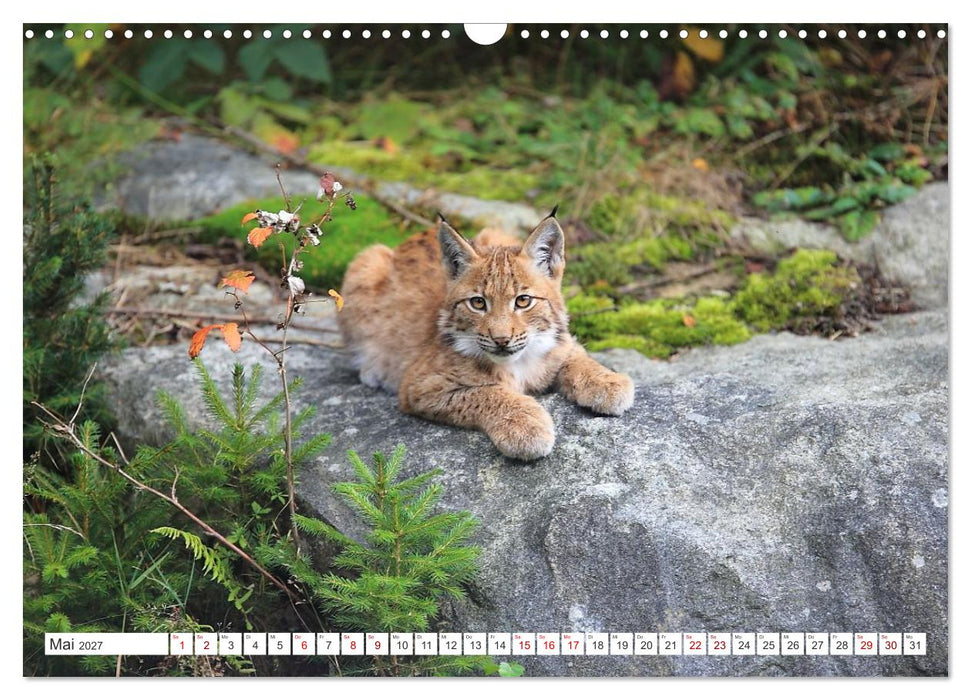 Der Luchs, zurück in den heimischen Wäldern (CALVENDO Wandkalender 2027)