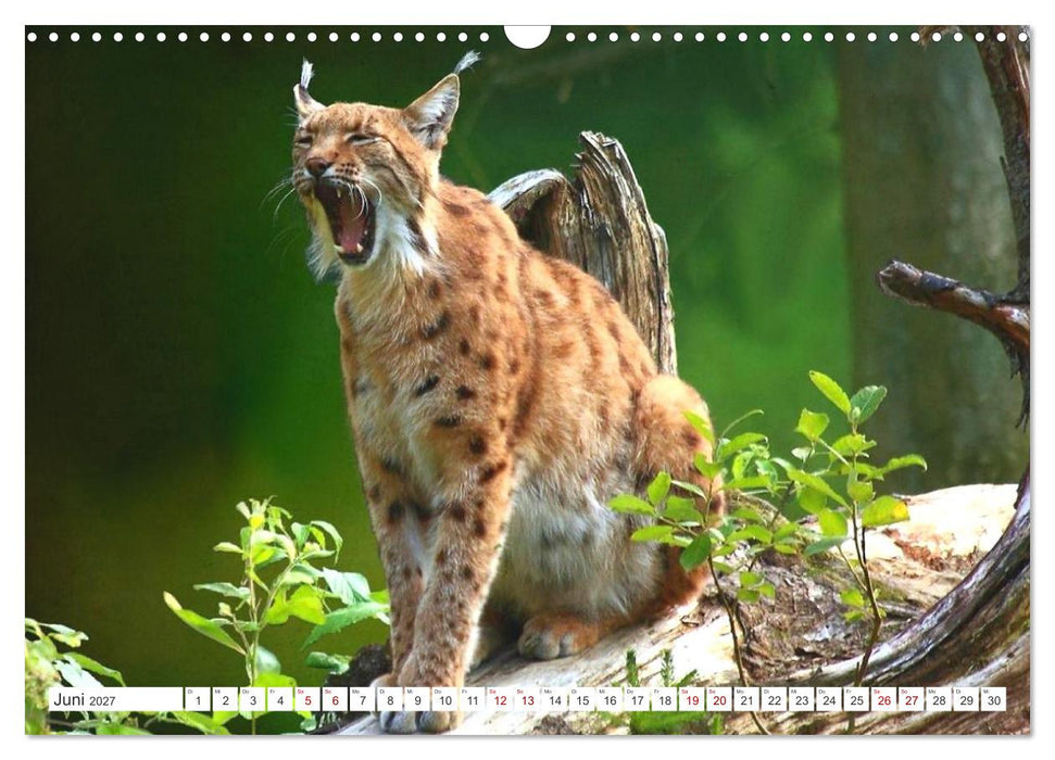 Der Luchs, zurück in den heimischen Wäldern (CALVENDO Wandkalender 2027)